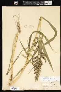 Echinochloa muricata var. muricata image