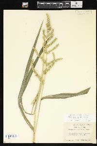 Echinochloa muricata var. muricata image