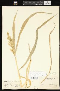 Echinochloa muricata var. muricata image