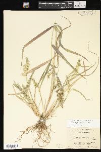 Echinochloa muricata var. muricata image