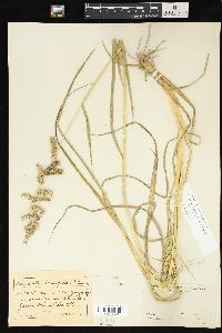 Echinochloa muricata var. muricata image