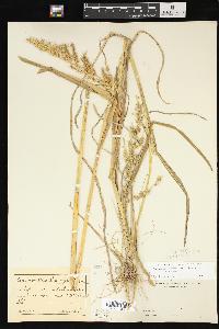 Echinochloa muricata var. muricata image