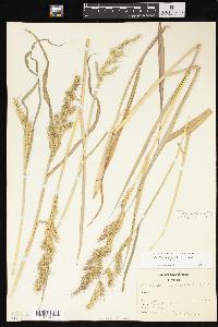 Echinochloa muricata var. muricata image