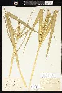 Echinochloa muricata var. muricata image