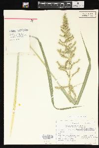 Echinochloa muricata var. muricata image