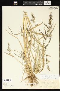 Echinochloa muricata var. muricata image