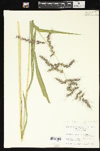 Echinochloa muricata var. muricata image