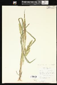 Echinochloa muricata var. muricata image