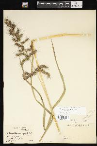 Echinochloa muricata var. muricata image