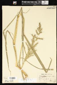 Echinochloa muricata var. muricata image