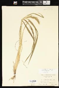 Echinochloa muricata var. muricata image