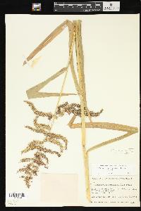 Echinochloa muricata var. muricata image