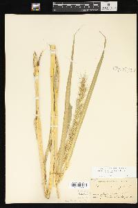 Echinochloa muricata var. muricata image