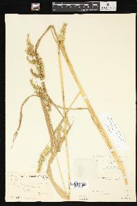 Echinochloa muricata var. muricata image