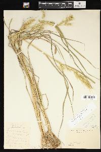 Echinochloa muricata var. muricata image