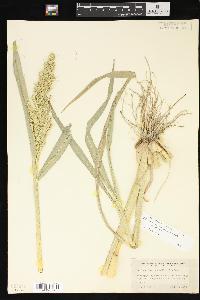 Echinochloa muricata var. muricata image