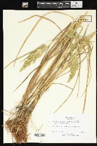 Echinochloa oryzicola var. mutica image