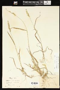Echinochloa paludigena image