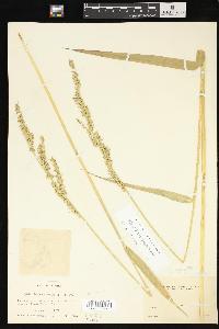 Echinochloa paludigena image