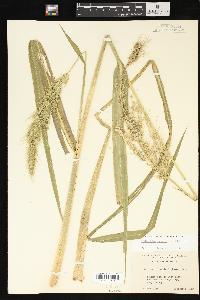 Echinochloa walteri image