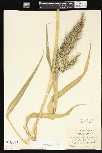 Echinochloa walteri image