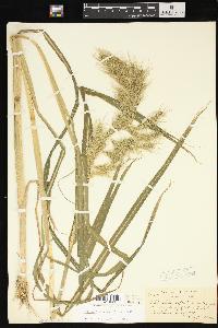Echinochloa walteri image