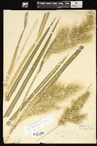 Echinochloa walteri image