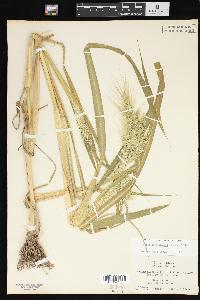 Echinochloa walteri image