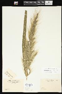 Echinochloa walteri image