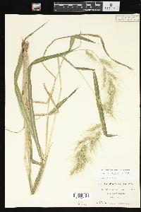 Echinochloa walteri image