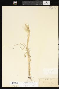 Echinochloa walteri image