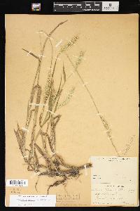 Echinochloa walteri image