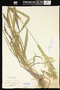 Echinochloa walteri image