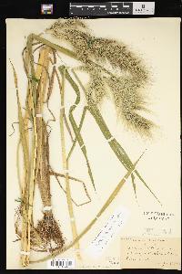 Echinochloa walteri image