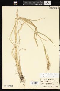 Echinochloa walteri image