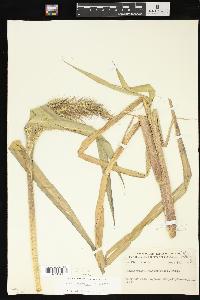 Echinochloa walteri image