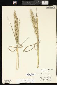 Echinochloa walteri image