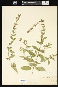 Mentha x gracilis image