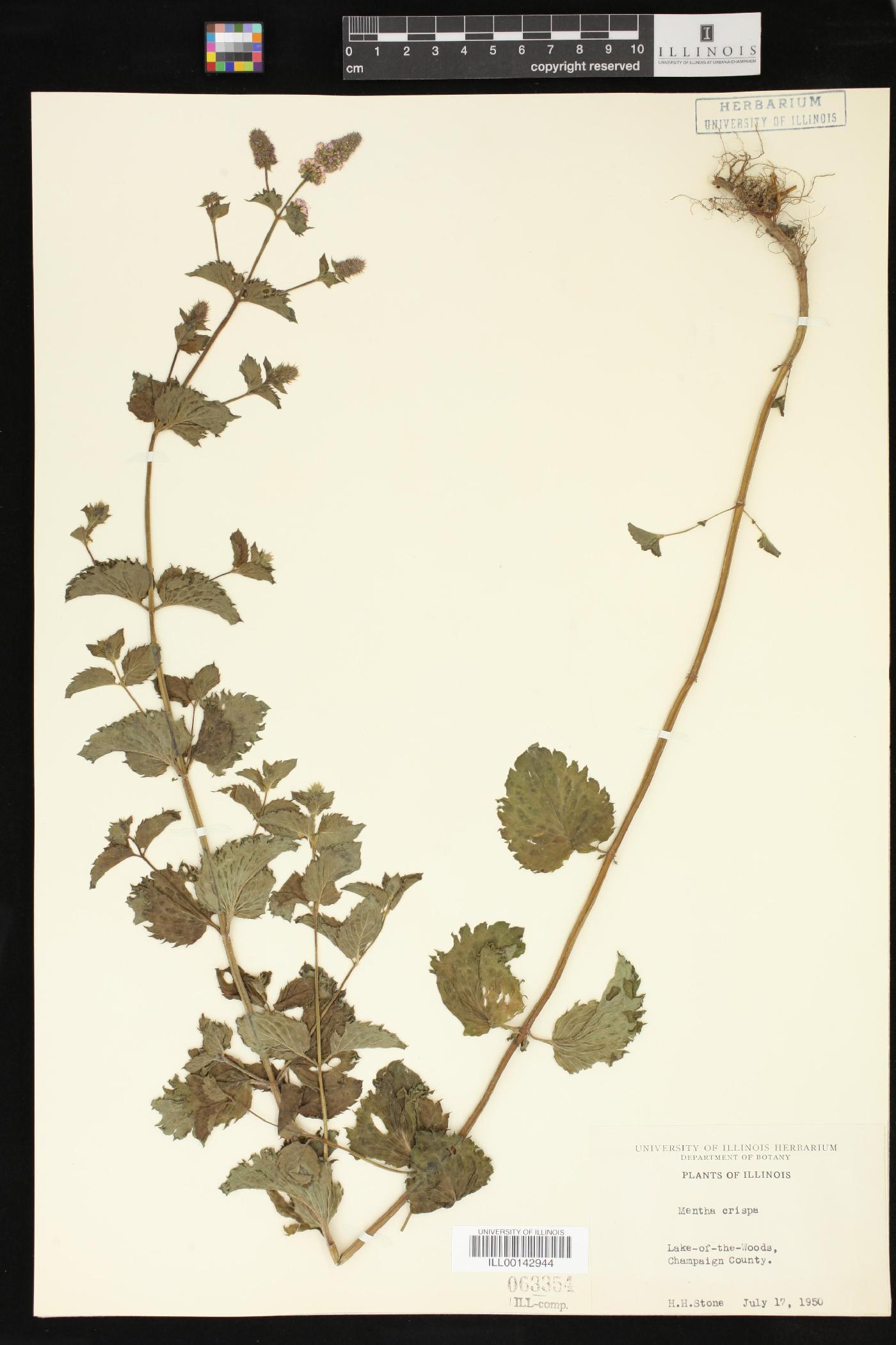 Mentha crispa image