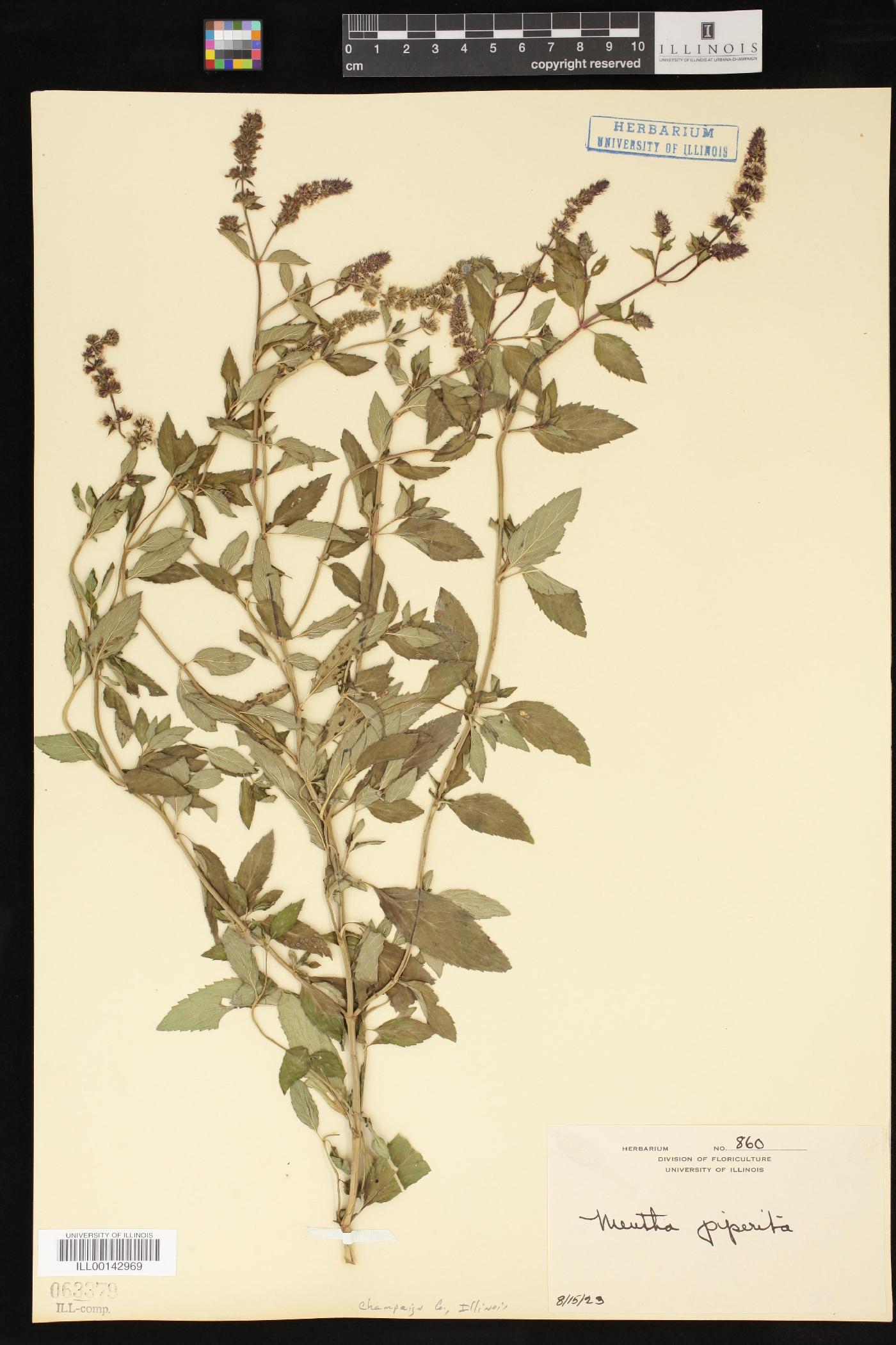 Mentha × piperita image