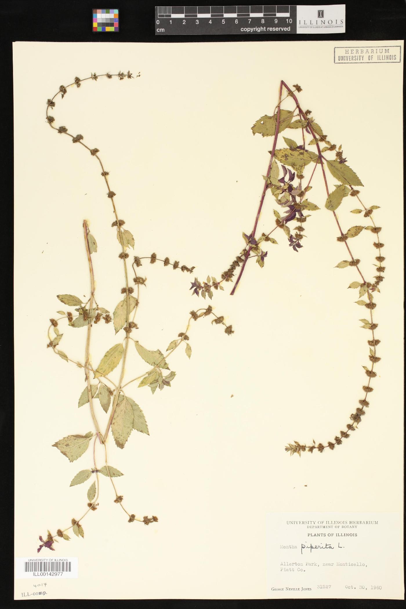 Mentha × piperita image