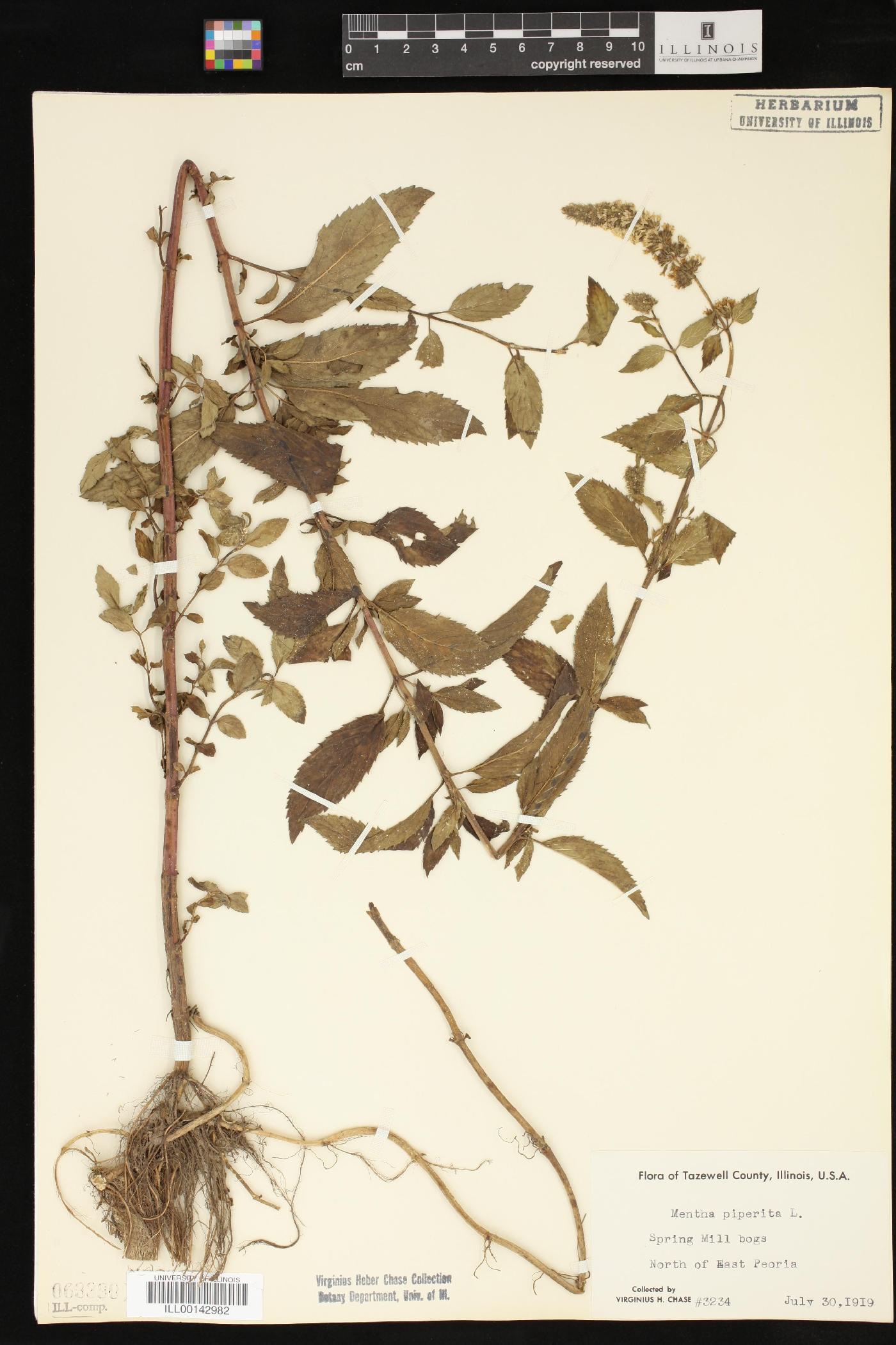 Mentha × piperita image