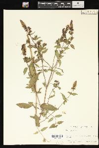 Mentha × piperita image