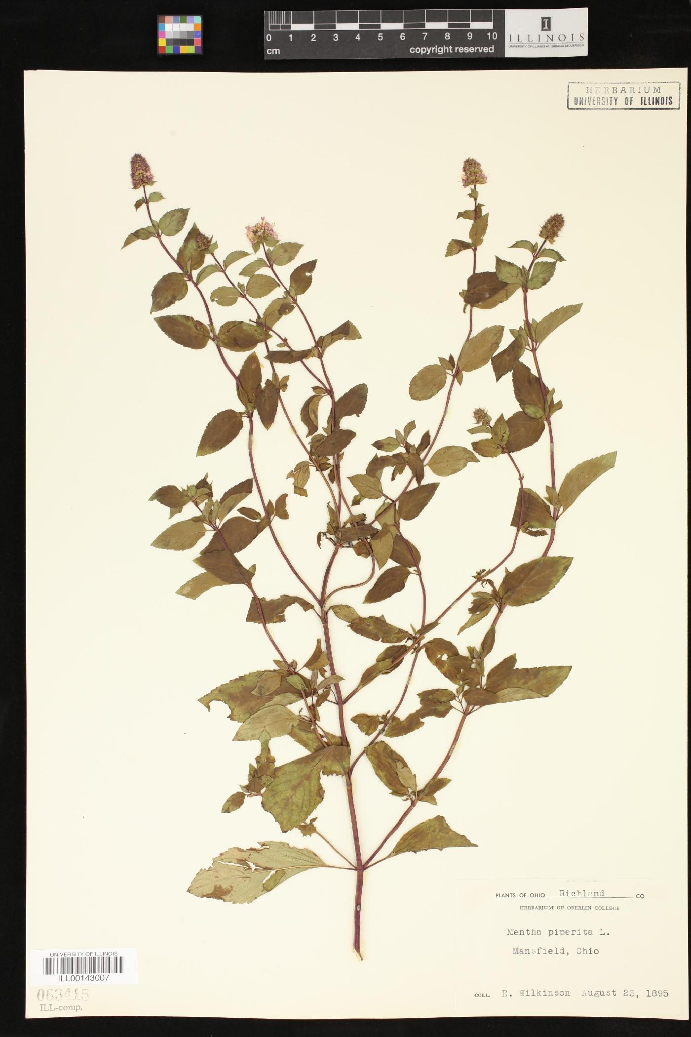 Mentha × piperita image