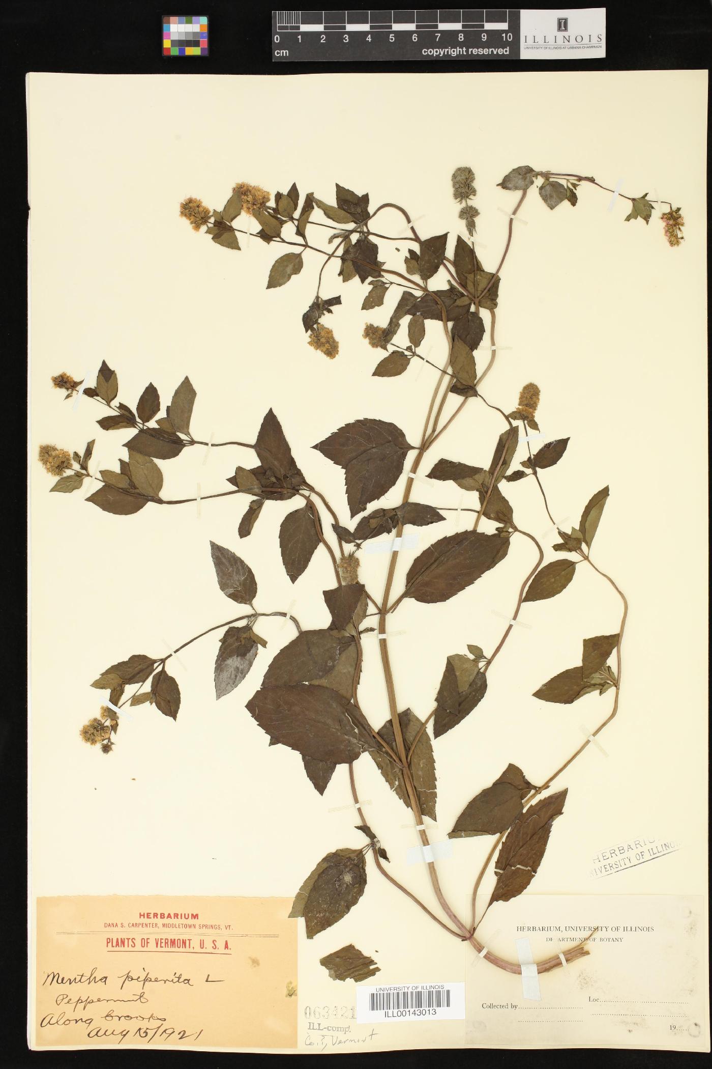 Mentha × piperita image