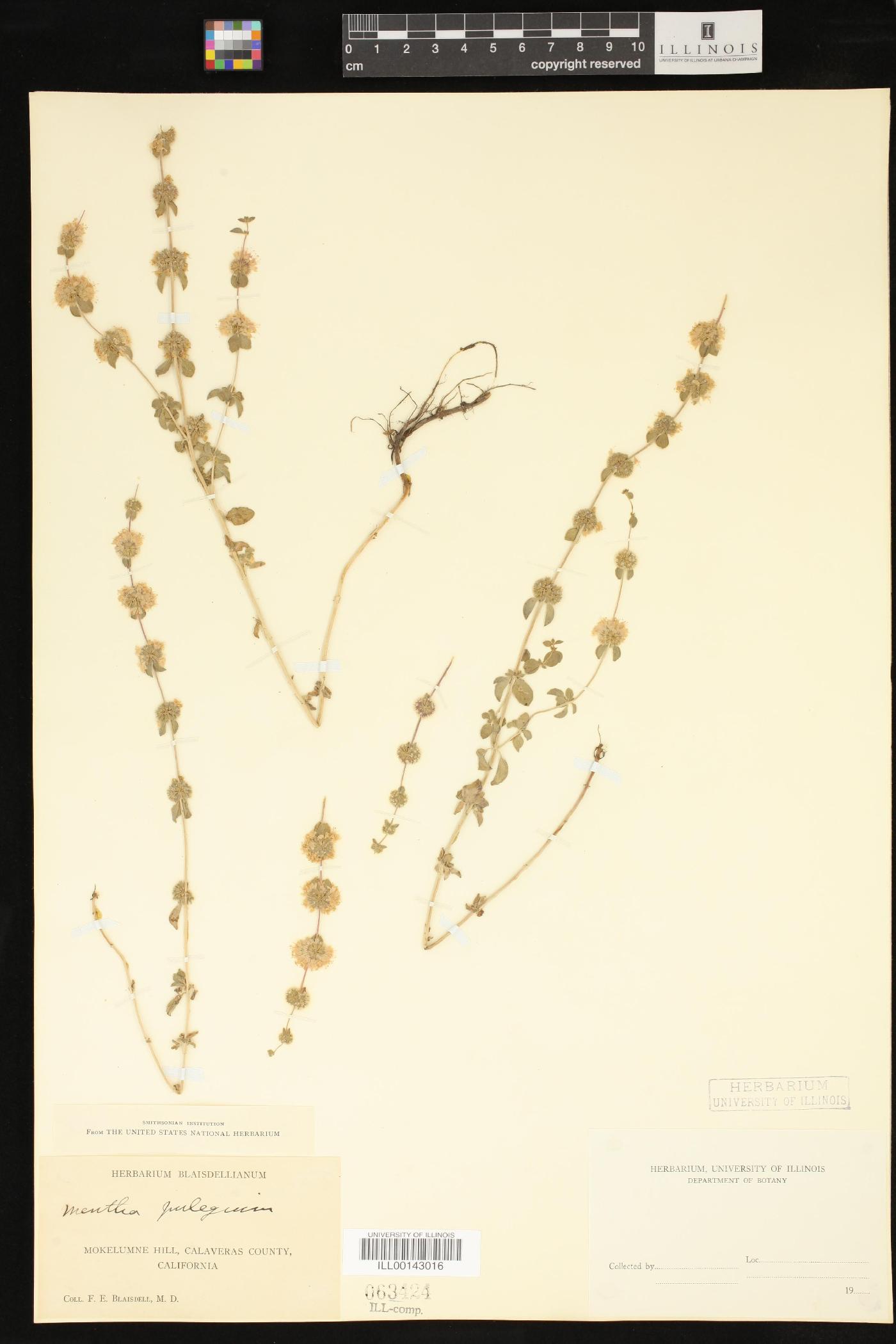 Mentha pulegium image
