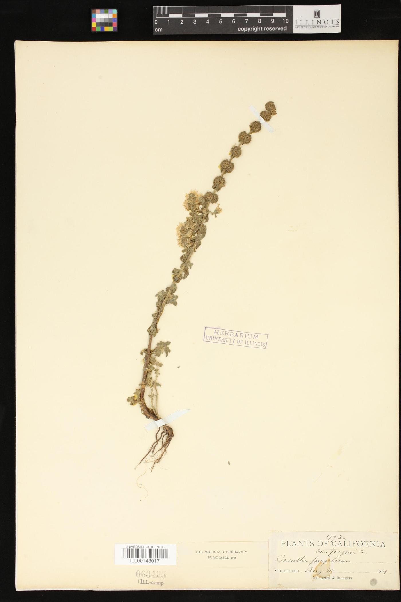 Mentha pulegium image
