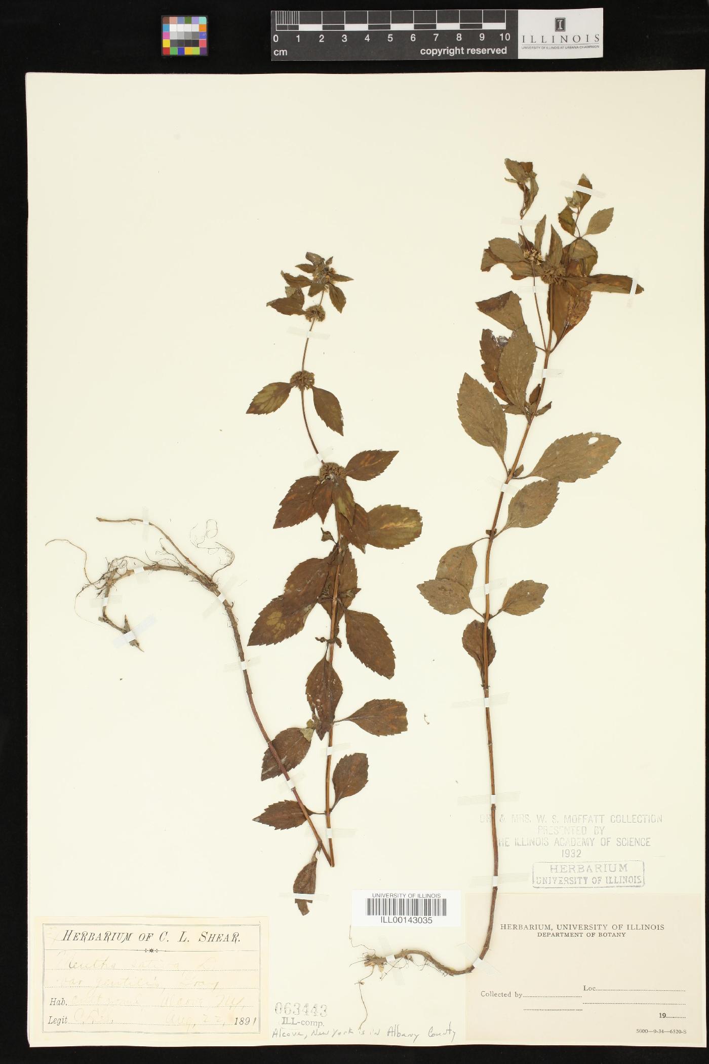 Mentha sativa image