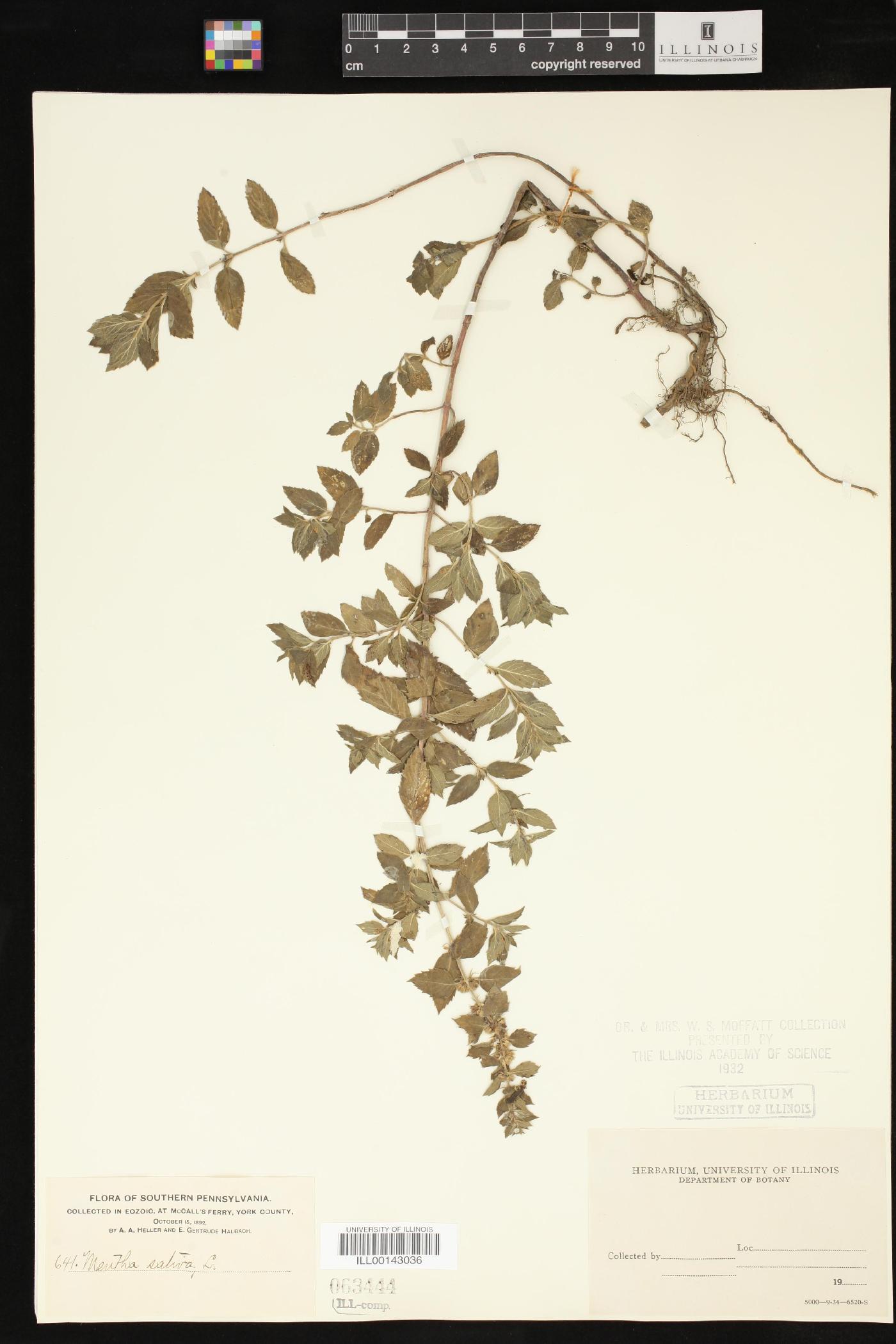 Mentha sativa image