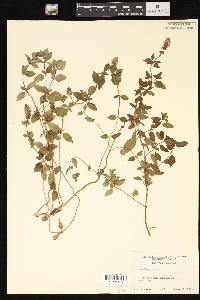 Mentha spicata image